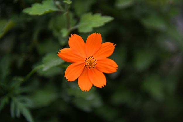 Orangefarbene Kosmosblume