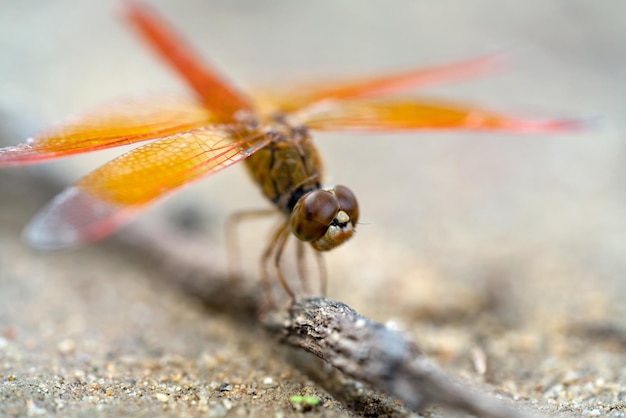 orangefarbene Libelle steht neben Holz mit Naturhintergrund