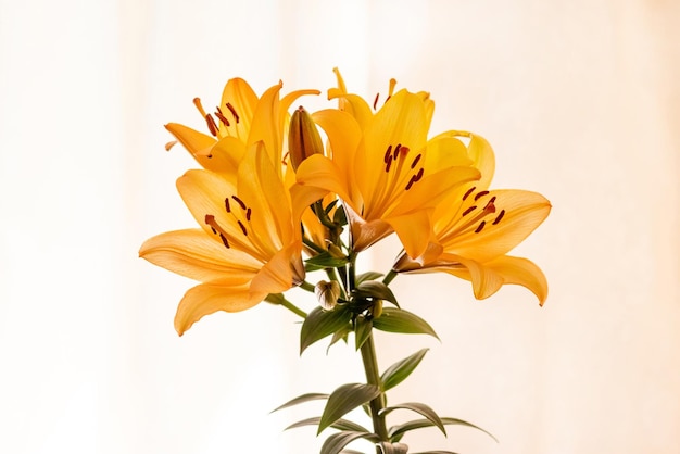 Orangefarbene Lilien auf hellem Hintergrund Blumenstrauß aus Lilien