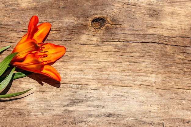 Orangefarbene Lilien auf rustikalem Holzhintergrund Draufsicht kopieren