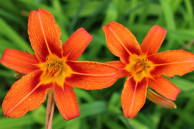 Orangefarbene Lilienblume auf grünem Hintergrund