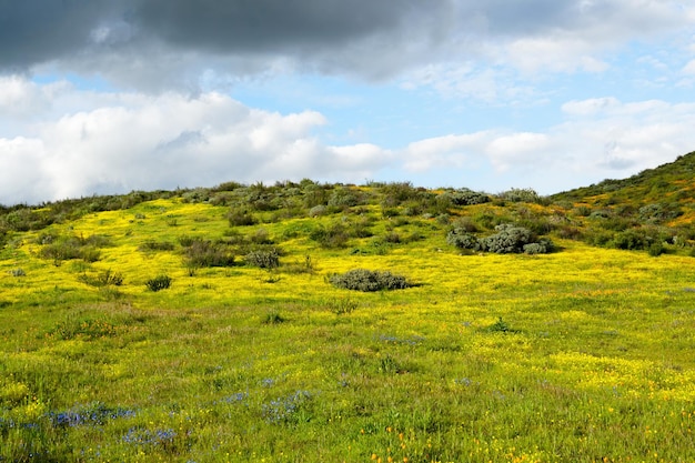 Orangefarbene Mohnblumen in grünen Bergen während der kalifornischen Superblüte-Frühlingssaison.