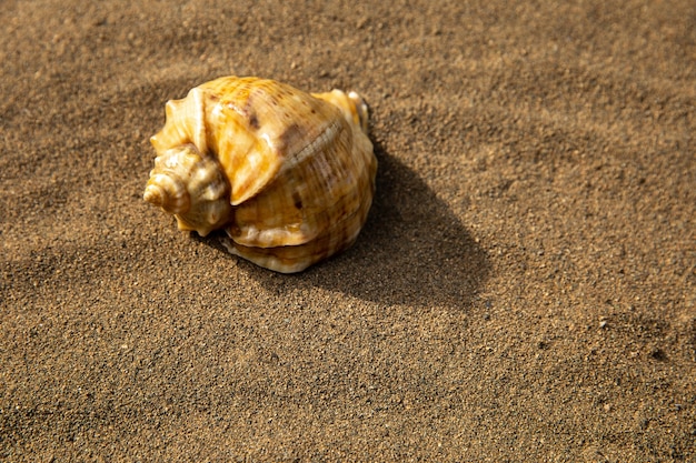 Orangefarbene Muschel am Sandstrand in strahlender Sonne