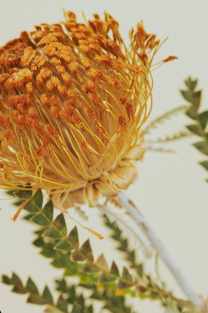 Orangefarbene Nadelkissen-Protea-Blume