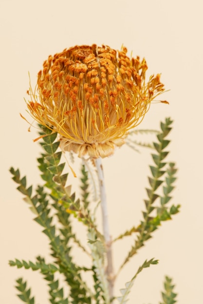 Orangefarbene Nadelkissen-Protea-Blume