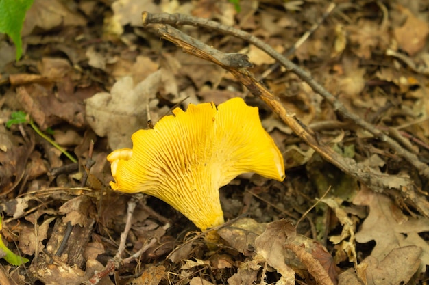 Orangefarbene Pfifferlinge Cantharellus cibarius wachsen im WaldChanterelle