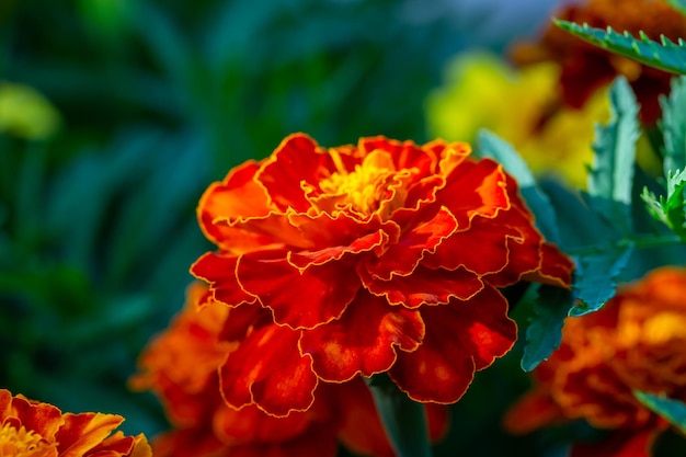 Orangefarbene Ringelblume auf grünem Hintergrund an einem sonnigen Sommertag Makrofotografie.