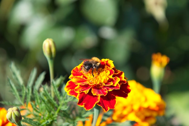 Orangefarbene Ringelblumen blühen auf grünem Hintergrund an einem sonnigen Sommertag Makrofotografie Blühende Tagetes-Blume mit roten Blütenblättern im Sommer, Nahaufnahmefoto