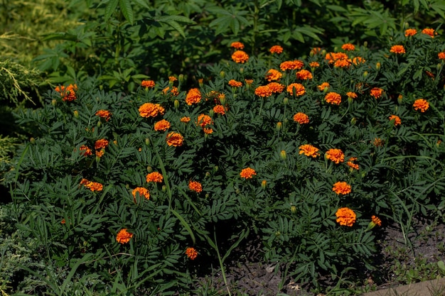 Orangefarbene Ringelblumen im Garten