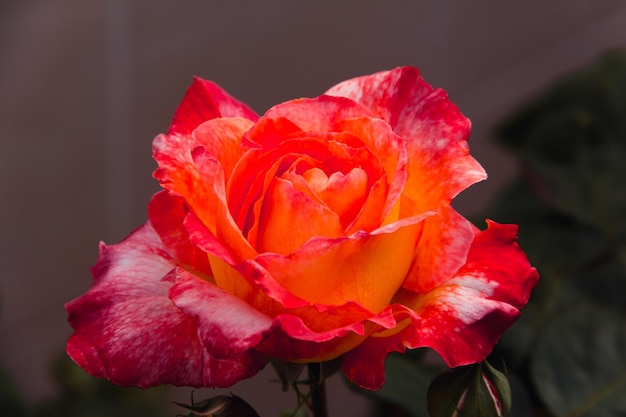 Orangefarbene Rose, die im Frühjahr blüht Kopierbereich Selektiver Fokus