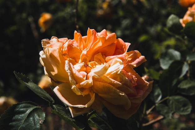 Orangefarbene Rosenblüte, die im Frühjahr blüht Kopierbereich Selektiver Fokus