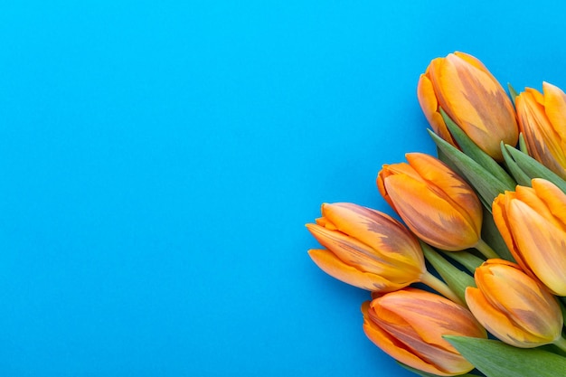 Orangefarbene Tulpen auf pastellfarbenem Hintergrund