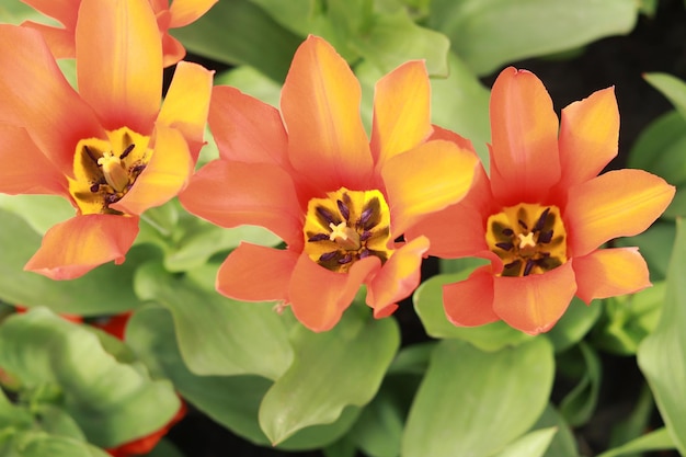 Orangefarbene Tulpen, Draufsicht. Tulpen-Nahaufnahmefoto von Blumen in einem Blumenbeet