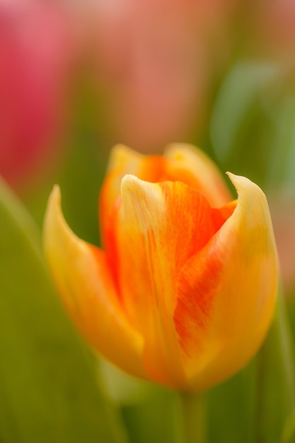 Orangefarbene Tulpen im Garten