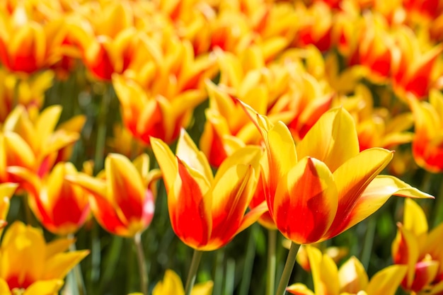 Orangefarbene Tulpen in der Natur im Frühjahr