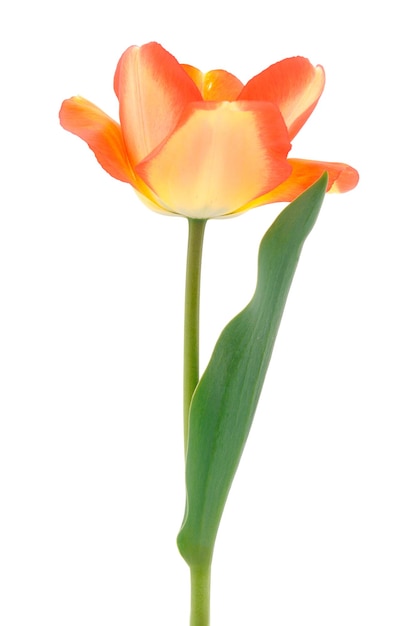 Orangefarbene Tulpen isoliert