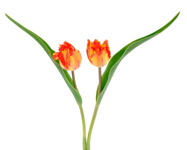 Orangefarbene Tulpen isoliert