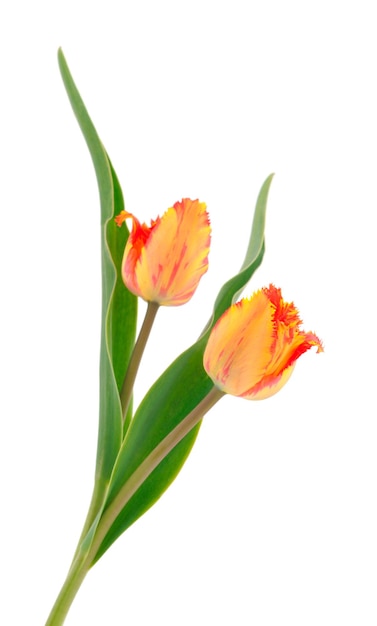 Orangefarbene Tulpen isoliert