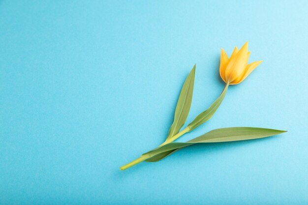 Orangefarbene Tulpenblume auf blauem, pastellfarbenem Hintergrund, Seitenansicht, Kopienraum