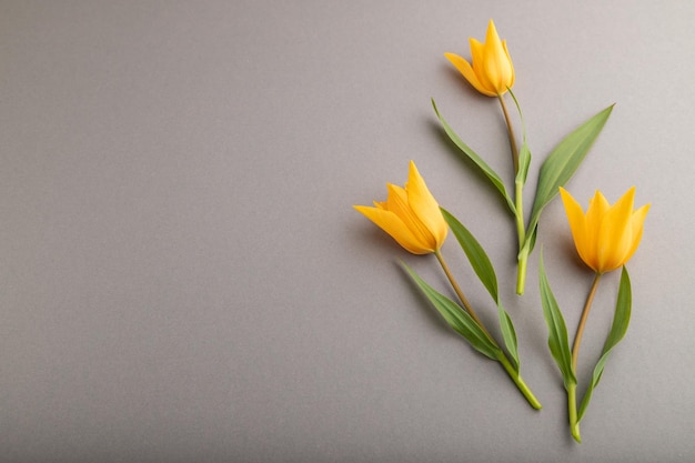 Orangefarbene Tulpenblumen auf grauem, pastellfarbenem Hintergrund, Seitenansicht, Kopienraum