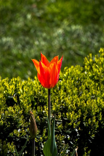 Orangefarbene Tulpenblumen im Garten