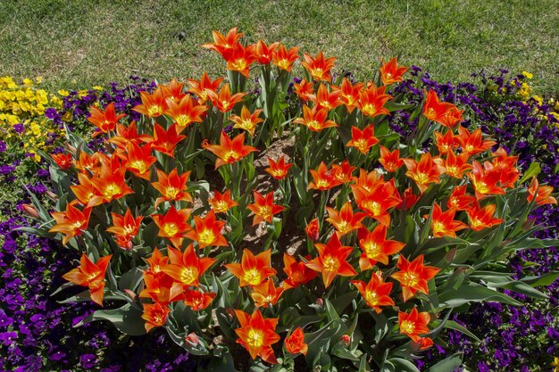 Orangefarbene Tulpenblumen im Garten