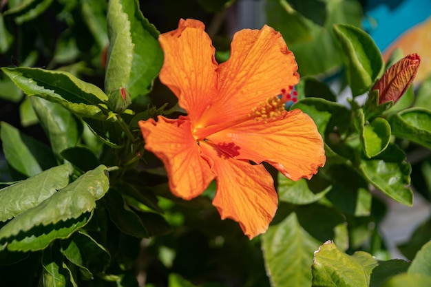 Orangefarbener Hibiskus auf einem grünen Busch im Sommer