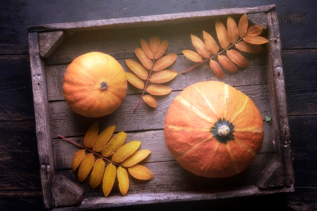 Orangefarbener Kürbis in einer Holzkiste Herbsternte für Halloween Herbststillleben atmosphärische Stimmung