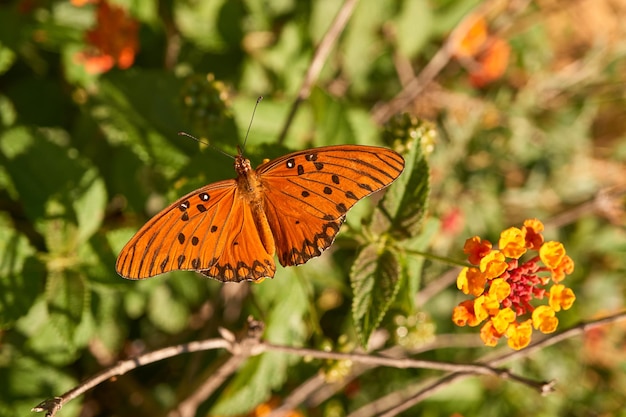 Orangefarbener Schmetterling, der auf bunten Blumen posiert