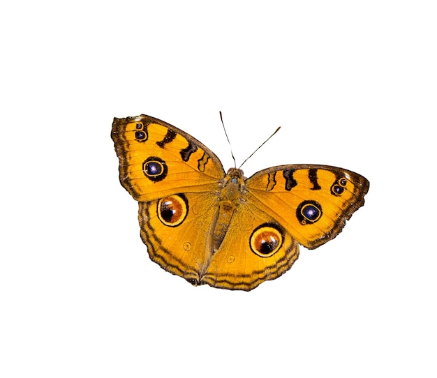 Foto orangefarbener schmetterling