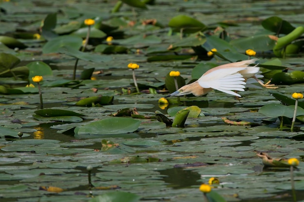 Orangefarbener und weißer Reiher springen über Seerose