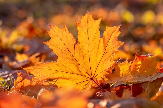 Orangefarbenes Ahornblatt auf dem Boden in den Sonnenstrahlen Herbstlaub