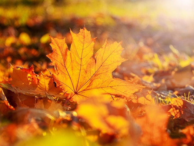 Orangefarbenes Ahornblatt auf dem Boden in den Sonnenstrahlen Herbstlaub