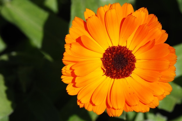 Orangefarbenes Blumenoberteil