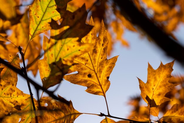 Foto orangefarbenes eichenlaub, nahaufnahme von eichen mit fallendem laub in der herbstsaison bei sonnigem wetter