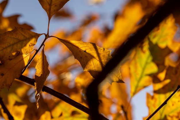 Orangefarbenes Eichenlaub, Nahaufnahme von Eichen mit fallendem Laub in der Herbstsaison bei sonnigem Wetter