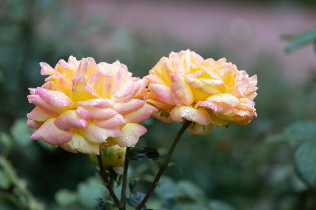 Orangegelbe Rosen im Garten nach Regen