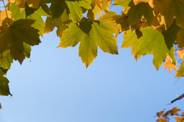 Orangegrüne Herbstblätter auf Himmelshintergrund Herbstsaison Oktoberzeit