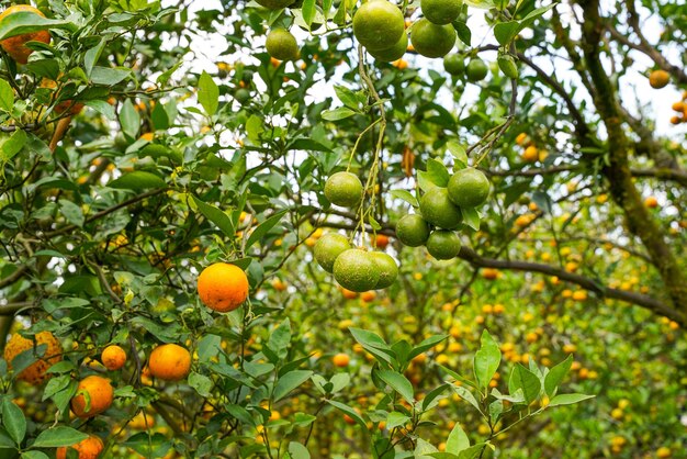 Orangen am Baum bereit für die Ernte. Nabelorange, Citrus sinensis oder bekannt als Limau Madu