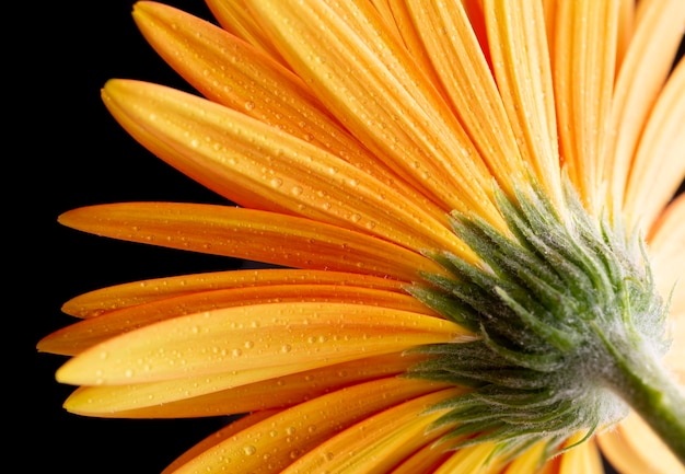 Orangen-Gerbera-Blume mit Wassertropfen