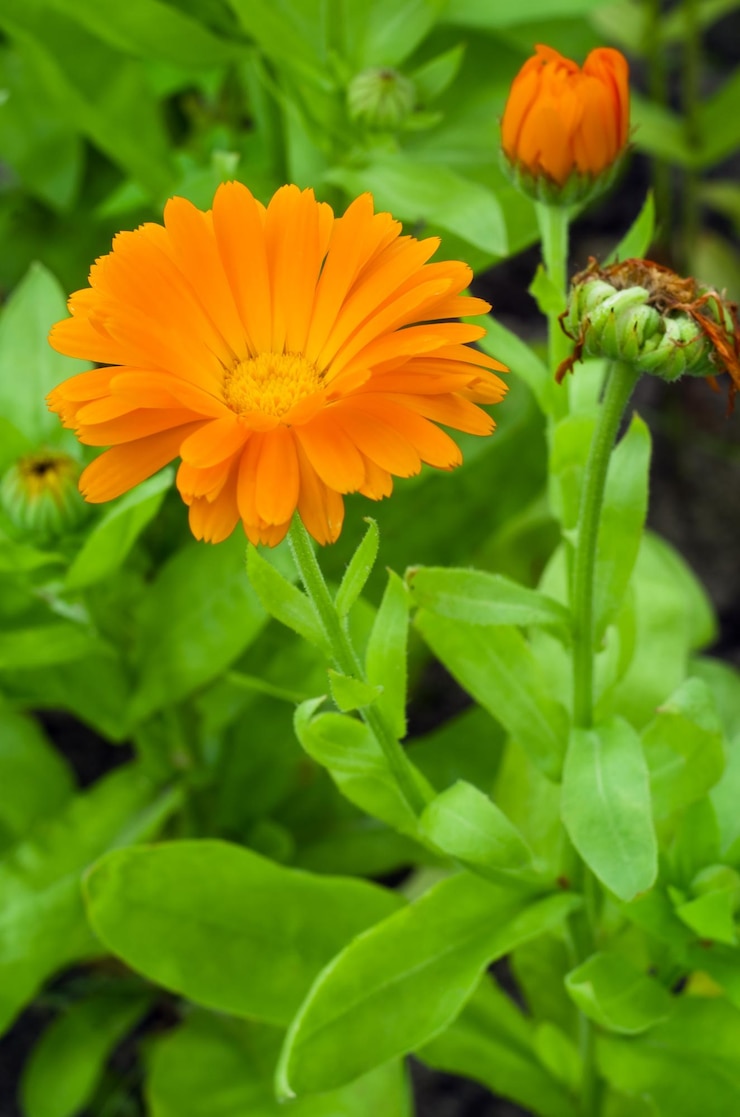 Foto orangen-gerberablume