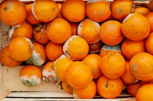 Orangen in einer Holzkiste sind aufgrund der langen Lagerung mit Schimmel bedeckt.