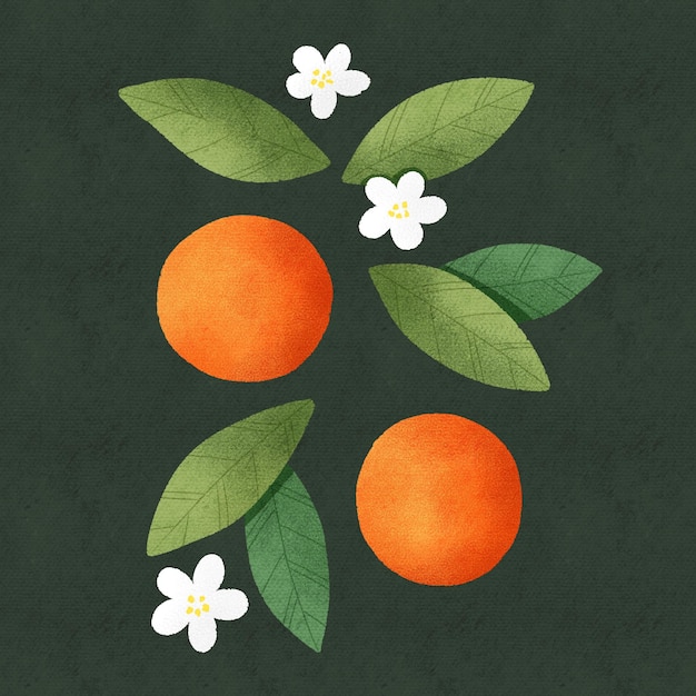 Orangen-Mandarinen-Grünblätter und weißes Blumenplakat auf botanischer Illustration des dunklen Hintergrundes