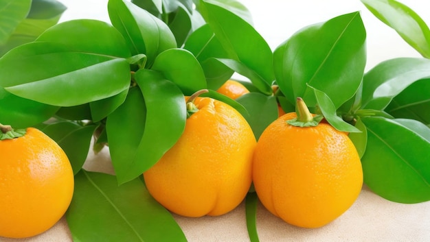 Orangen mit grünen Blättern auf weißem Hintergrund