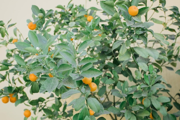 Orangen verzweigen sich mit grünen Blättern am Baum. Landwirtschaft im Mittelmeerraum.