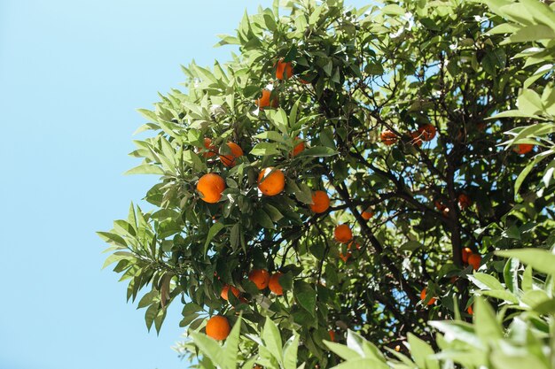 Orangen wachsen auf einem Baum