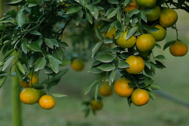 Orangen wachsen auf Obstbäumen in üppigen Obstgärten