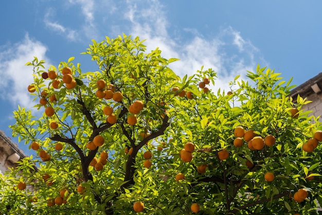 Orangen wachsen im Innenhof des Klosters
