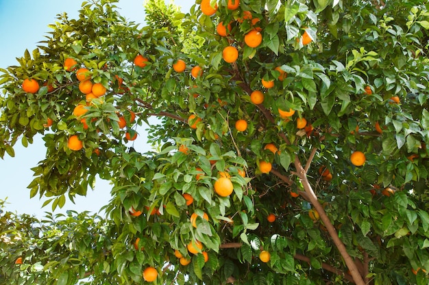 Orangen wachsen und reifen auf den Ästen eines Baumes zwischen grünen Blättern