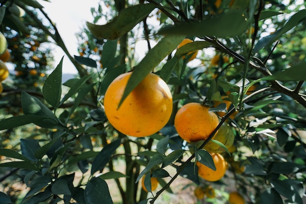 Orangenbäume im Garten